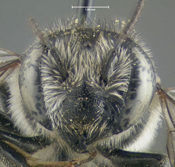 Media type: image;   Entomology 610866 Aspect: head frontal view